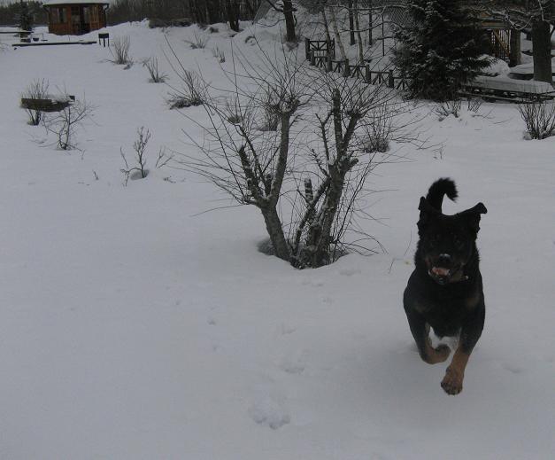 Rūšos Jūs vienmēr gaidīs jautrais un atraktīvais saimnieks Rego! bilde Nr.26