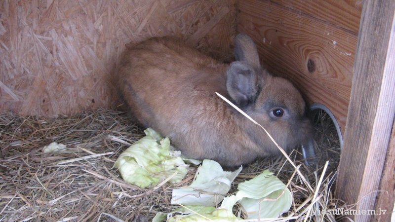 un mīļā saimniece Luīze - Plukatiņa bilde Nr.27